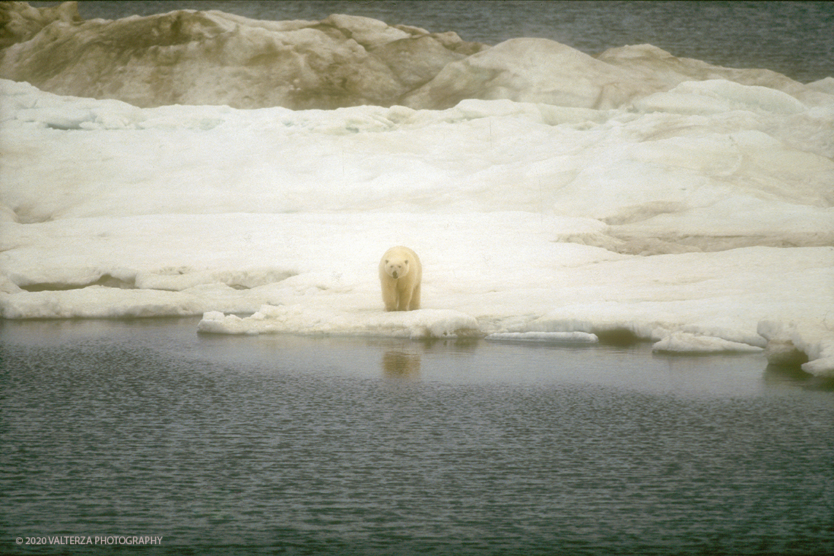 63 SIBERIA.jpg - Luglio/Agosto 1992. Siberia, terra dei Chukchi. Nell'oceano artico  125 Km a nord-est della penisola dei Chukchi (Siberia) c'Ã¨ l'isola di Wrangel, essa ospita piÃ¹ del doppio di specie vegetali (417) di qualsiasi territorio artico a paritÃ  di superficie nonchÃ¨ 30 specie diverse di uccelli oltre ad orsi polari, foche e trichechi ; per questo motivo   Ã¨ stata proclamata patrimonio dell'umanitÃ  dall'UNESCO. Nella foto orso polare a caccia sul Pack a 35 miglia dall'isola di Wramgel.